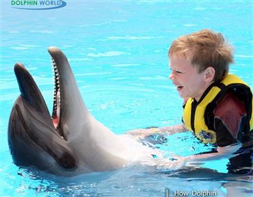 Delfinshow in Hurghada: Ticket und Transfer